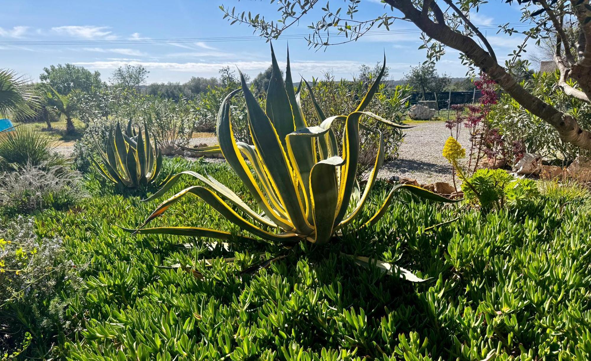 Finca Es Velar Santanyí Exterior foto